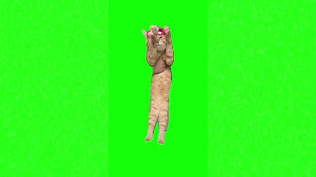 Cat dance green screen