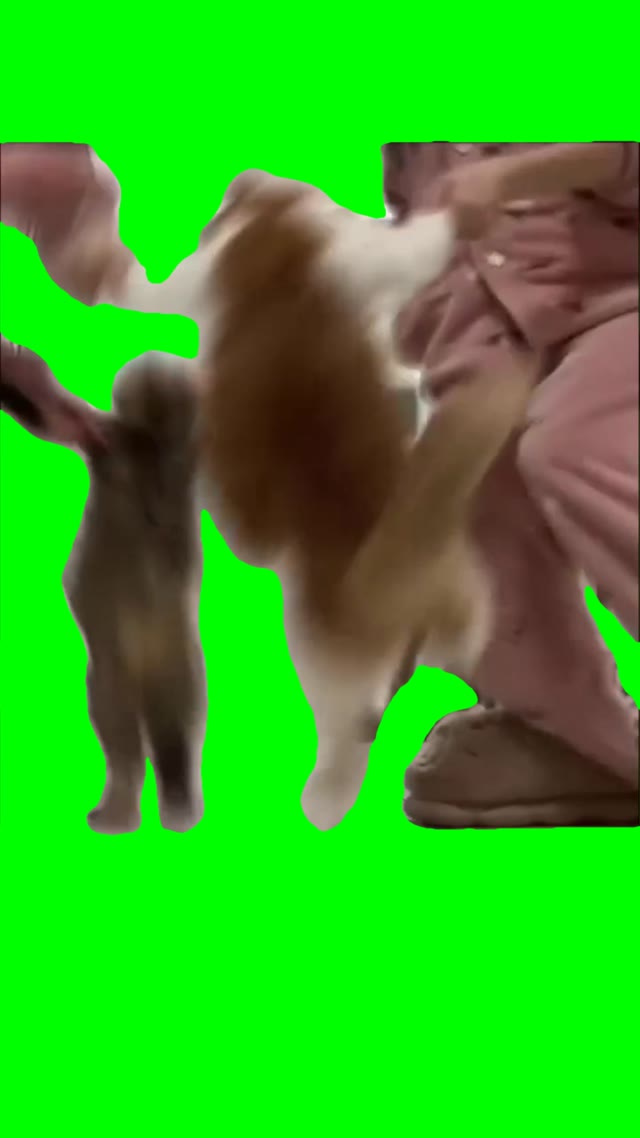 Cat dance party green screen