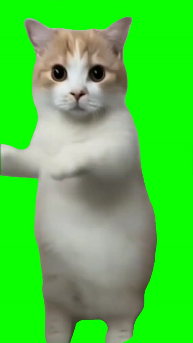 Cat dancing chippi chippi green screen