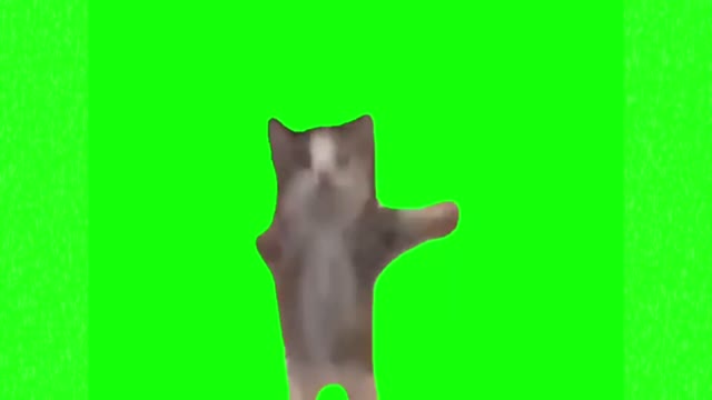 Cat dancing happy green screen
