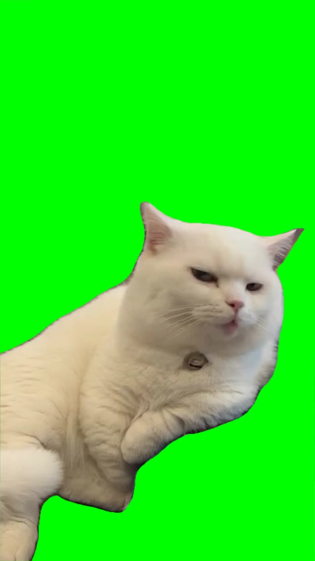 Cat doing turbo sound green screen