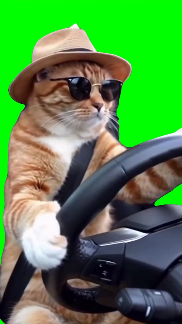 Cat driving green screen