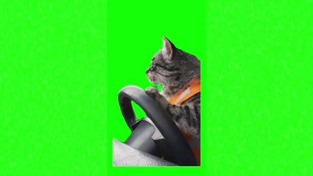 Cat driving green screen
