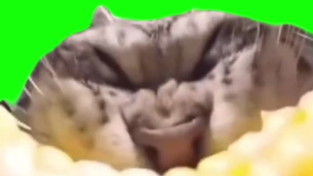 Cat eating corn green screen