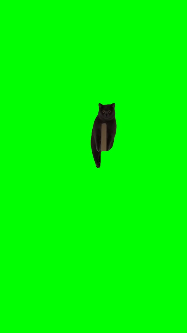 Cat evil stare green screen