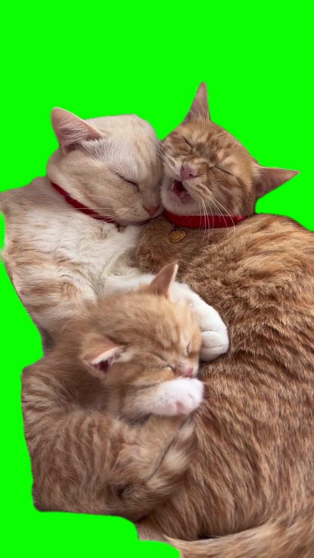Cat family nap green screen