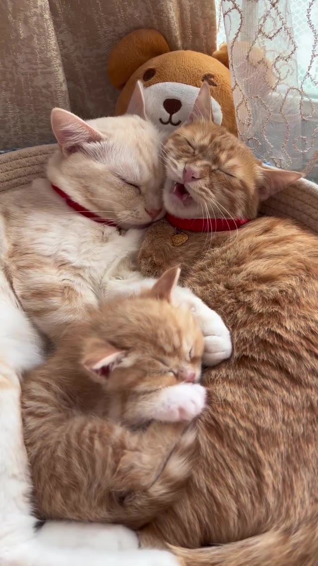 Cat family nap green screen
