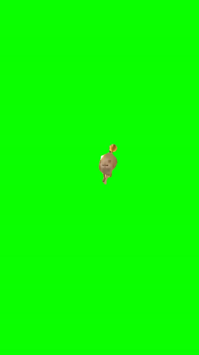 Cat fancy walk green screen