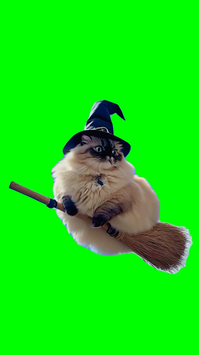 Cat flying on broom green screen
