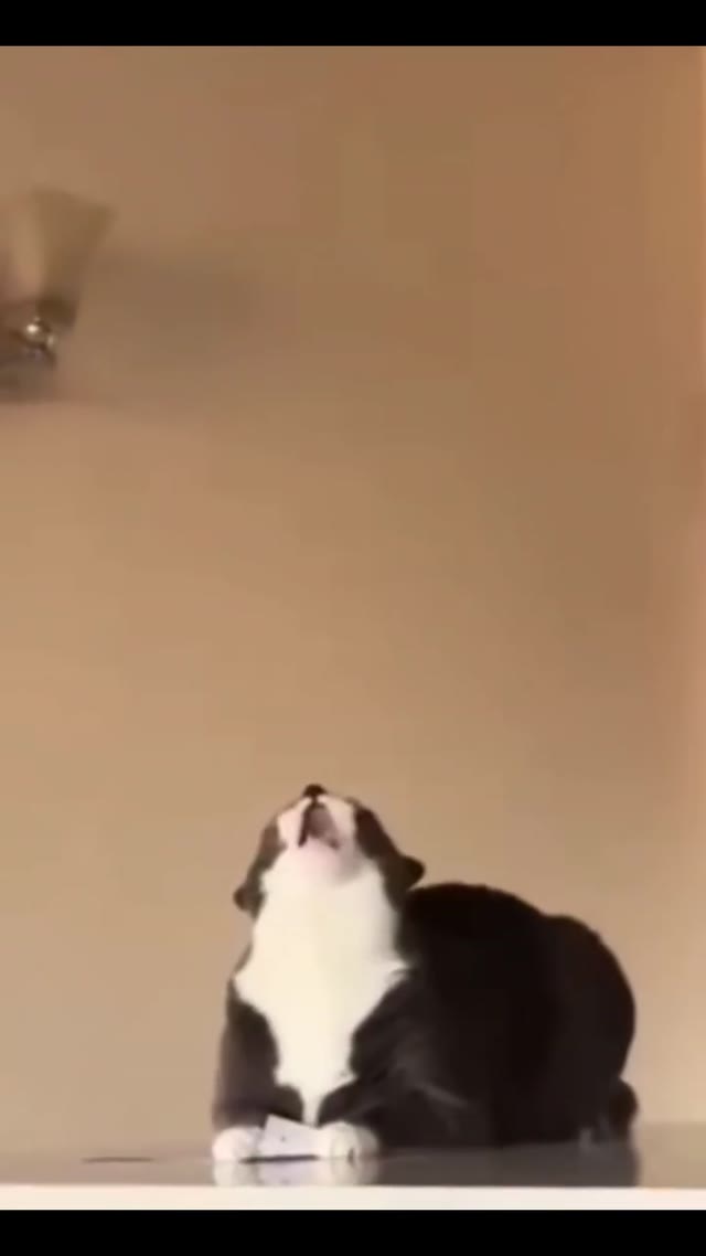 Cat going crazy green screen