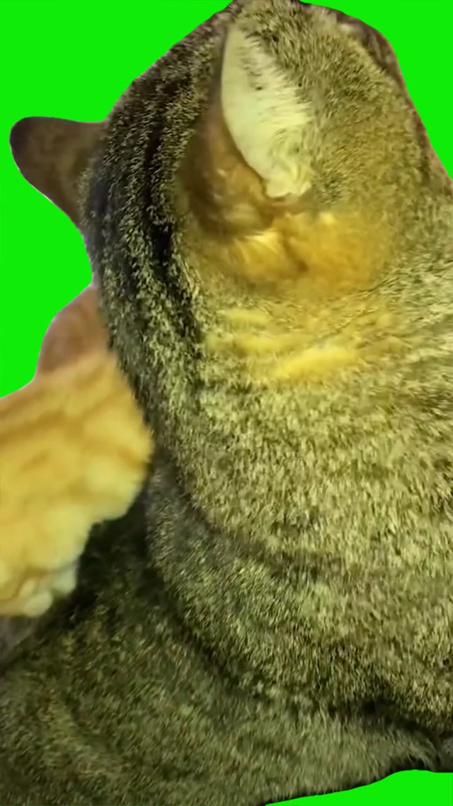 Cat grooming green screen