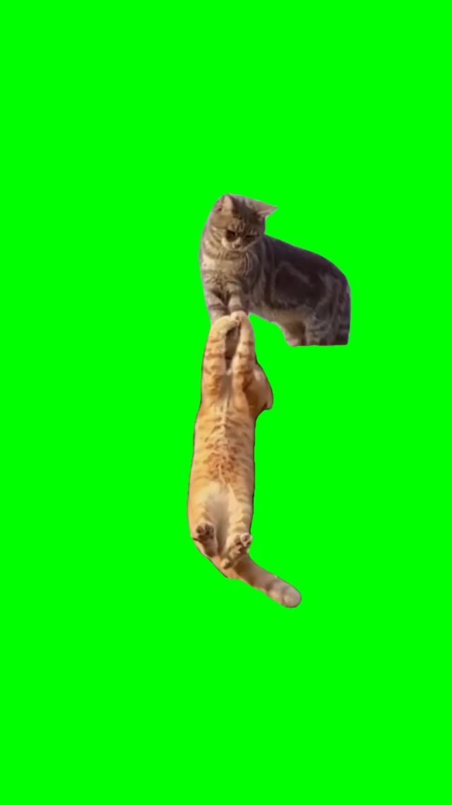 Cat hanging on the ledge green screen