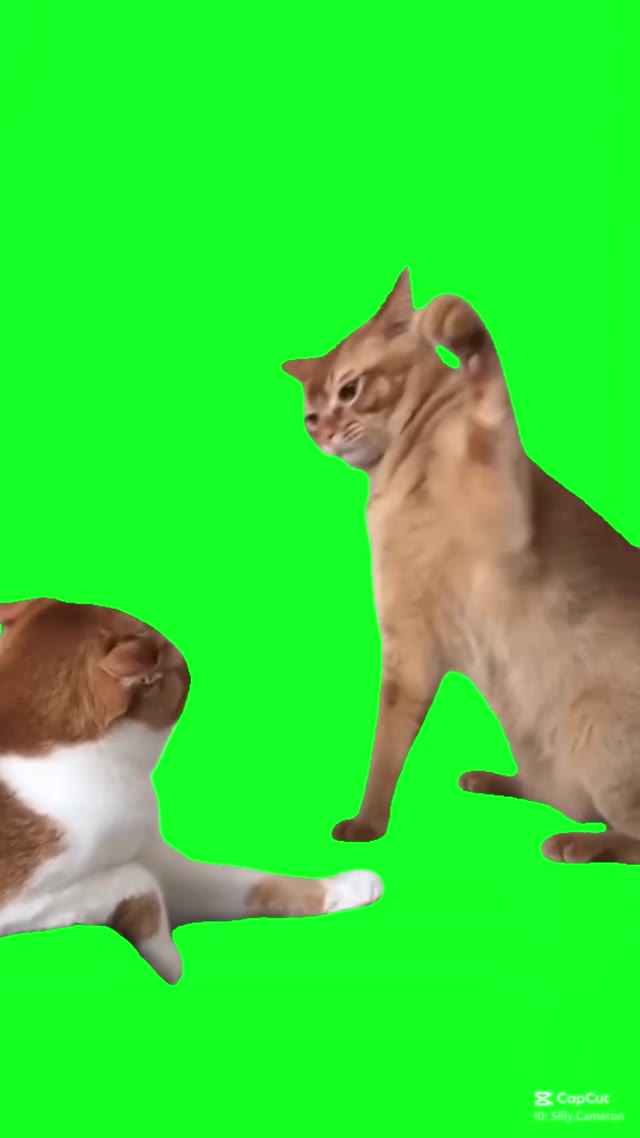 Cat hits punches slaps another cat green screen