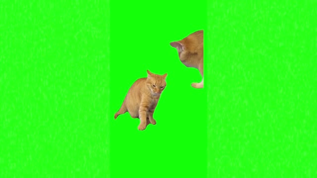 Cat hitting another cat fight green screen