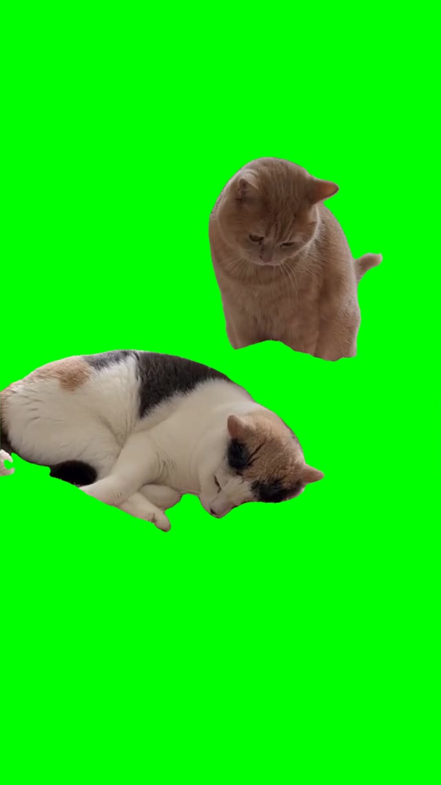 Cat hitting sleeping cat green screen