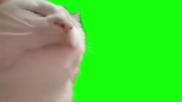 Cat jamming to music green screen