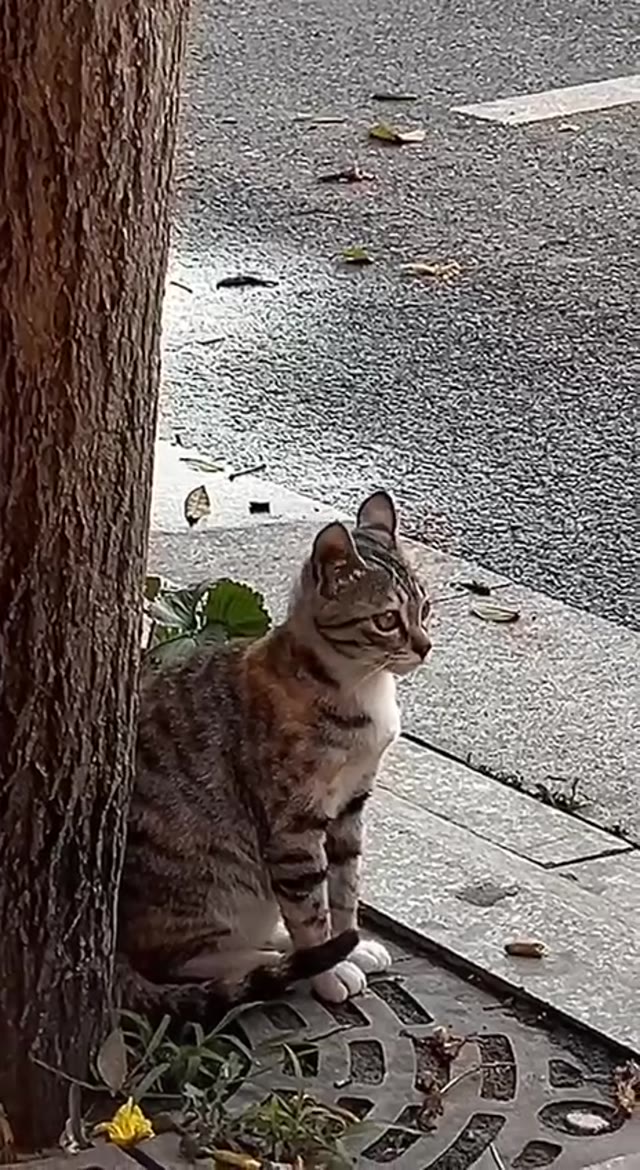 Cat jumps high from the horn green screen