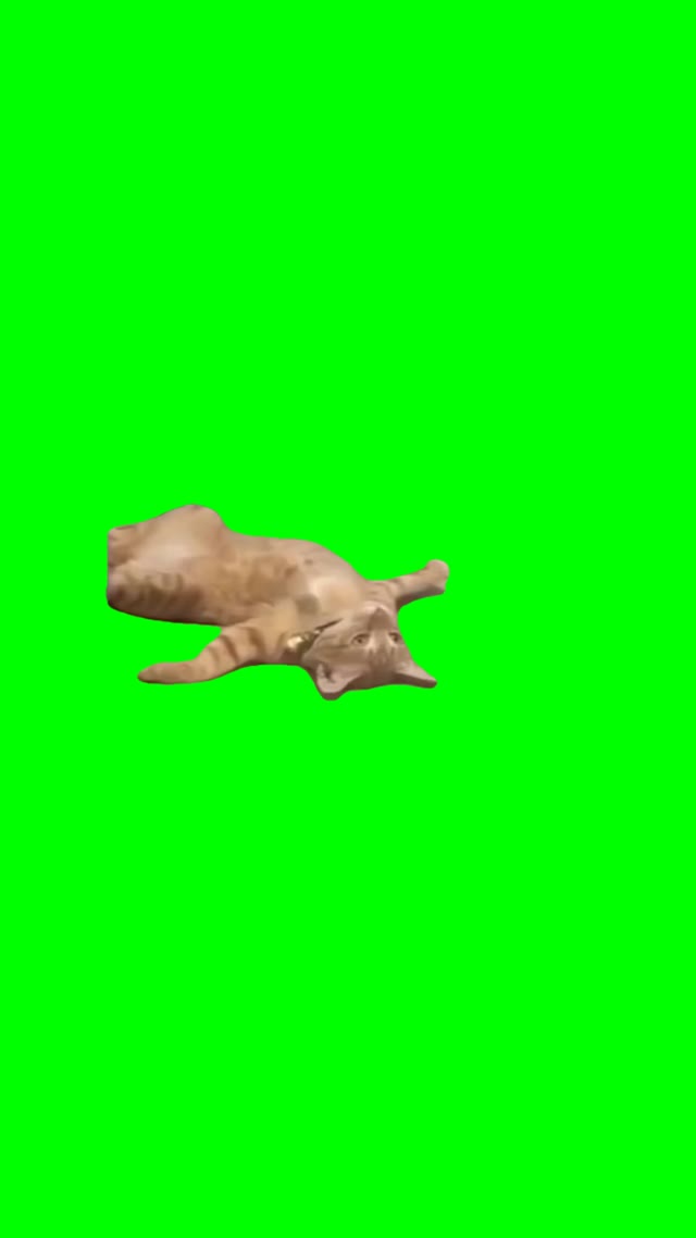 Cat laying down green screen