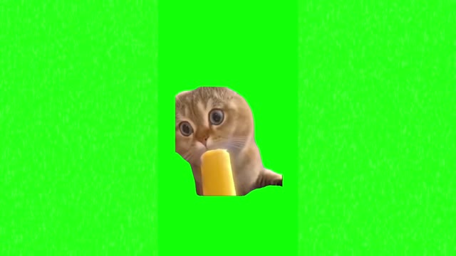 Cat licking icecream green screen