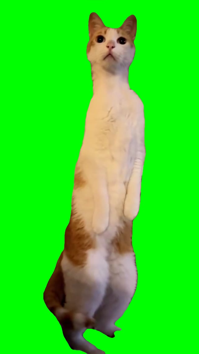 Cat listening green screen