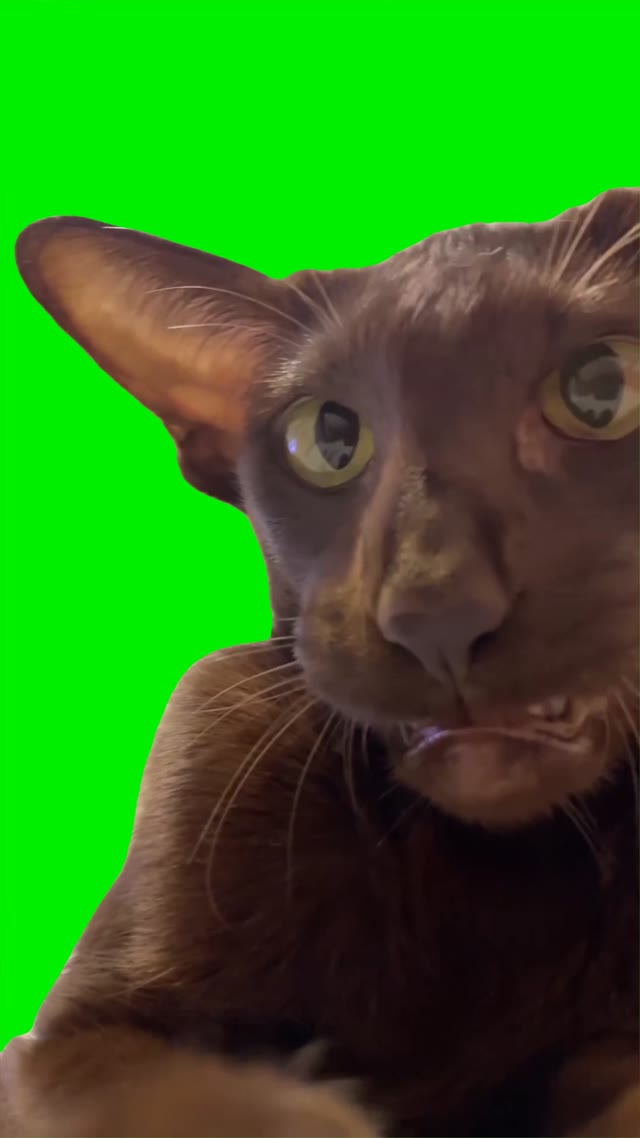 Cat looking green screen