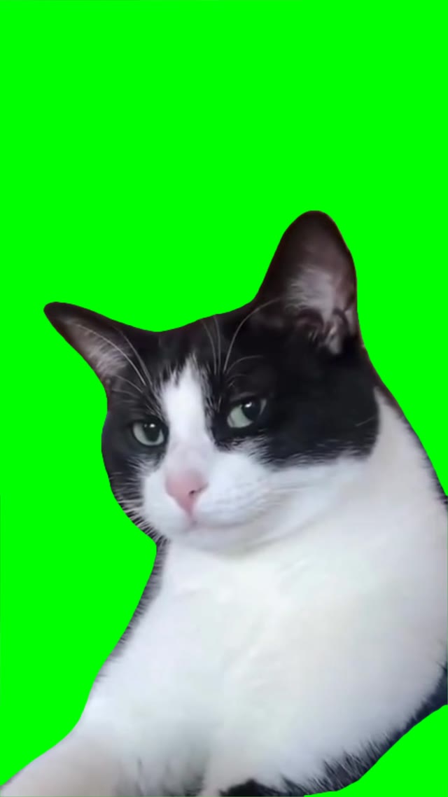 Cat looking green screen