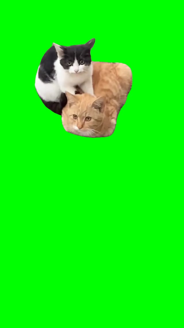 Cat massage green screen
