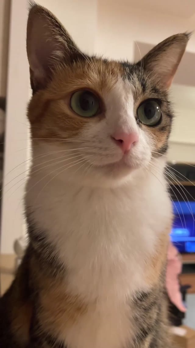 Cat meowing green screen