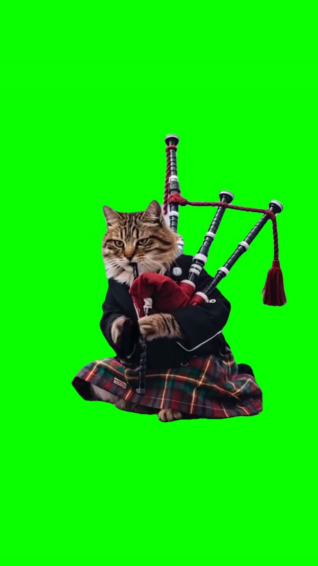 Cat playing bagpipe green screen