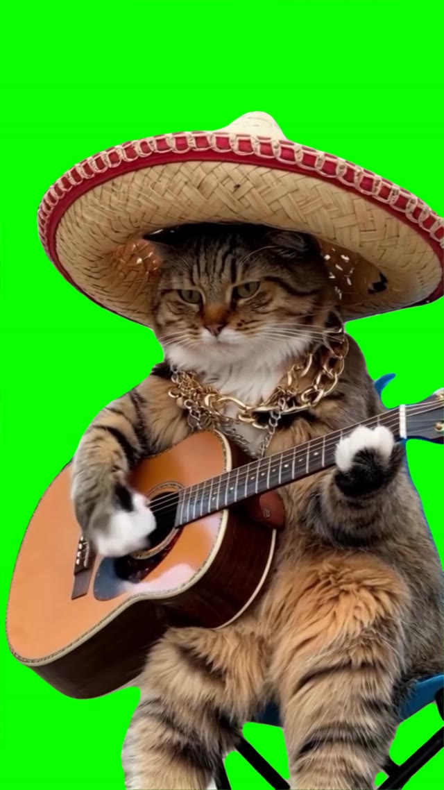 Cat playing guitar green screen