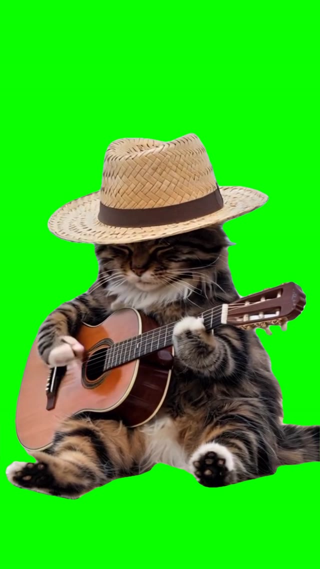 Cat playing guitar on beach green screen