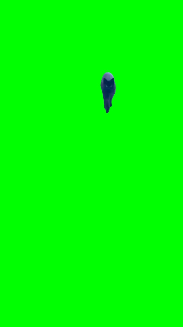 Cat running green screen