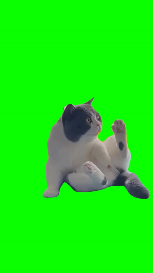 Cat self pleassure clean green screen