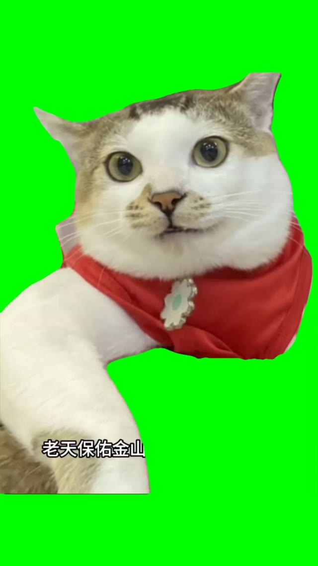 Cat singing green screen
