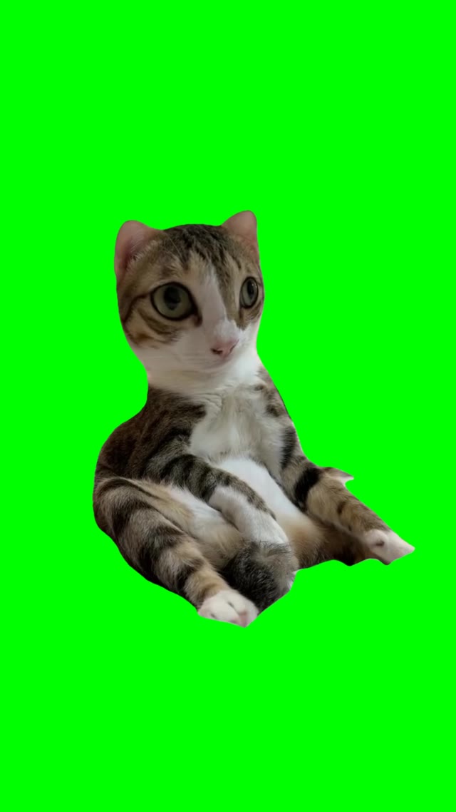 Cat sitting green screen