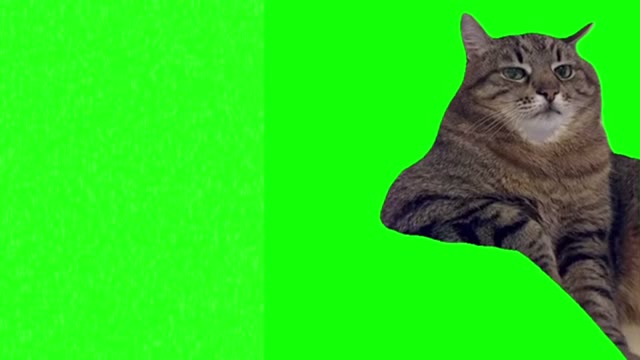 Cat sitting bored green screen