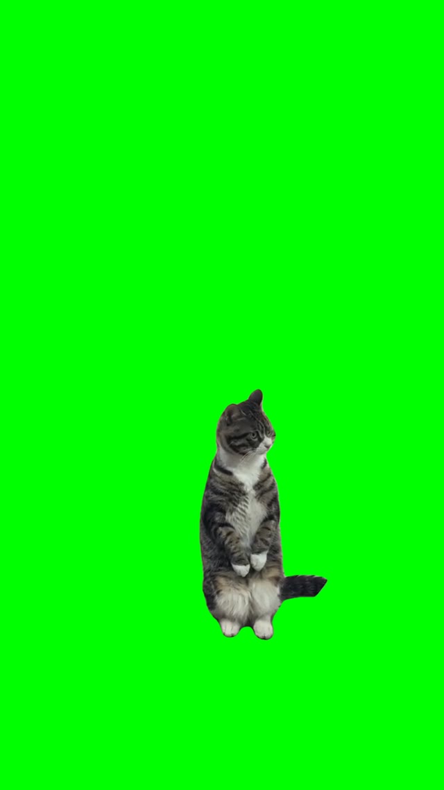 Cat sitting green screen