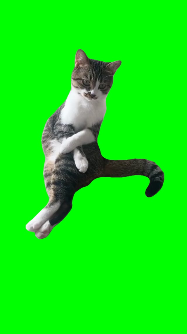 Cat sitting green screen