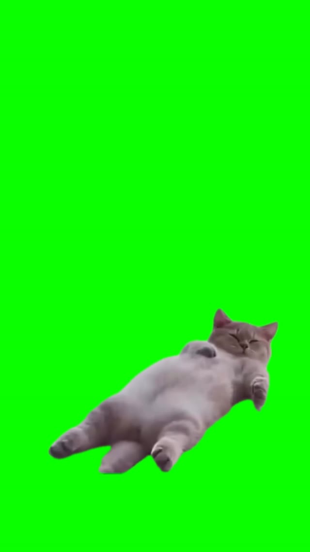 Cat sleeping green screen