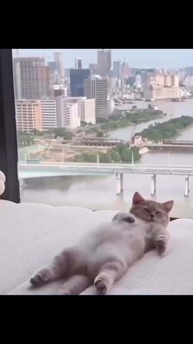 Cat sleeping green screen