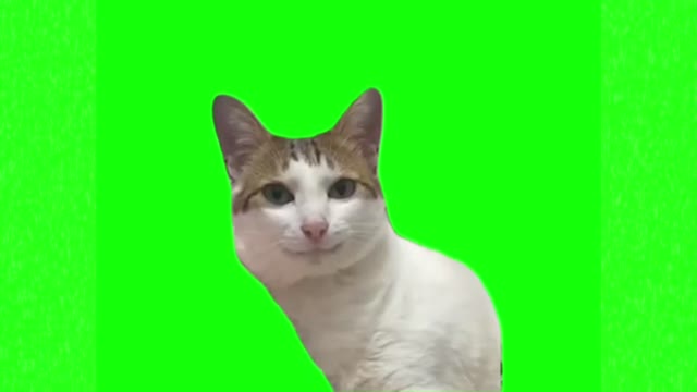 Cat smirking green screen