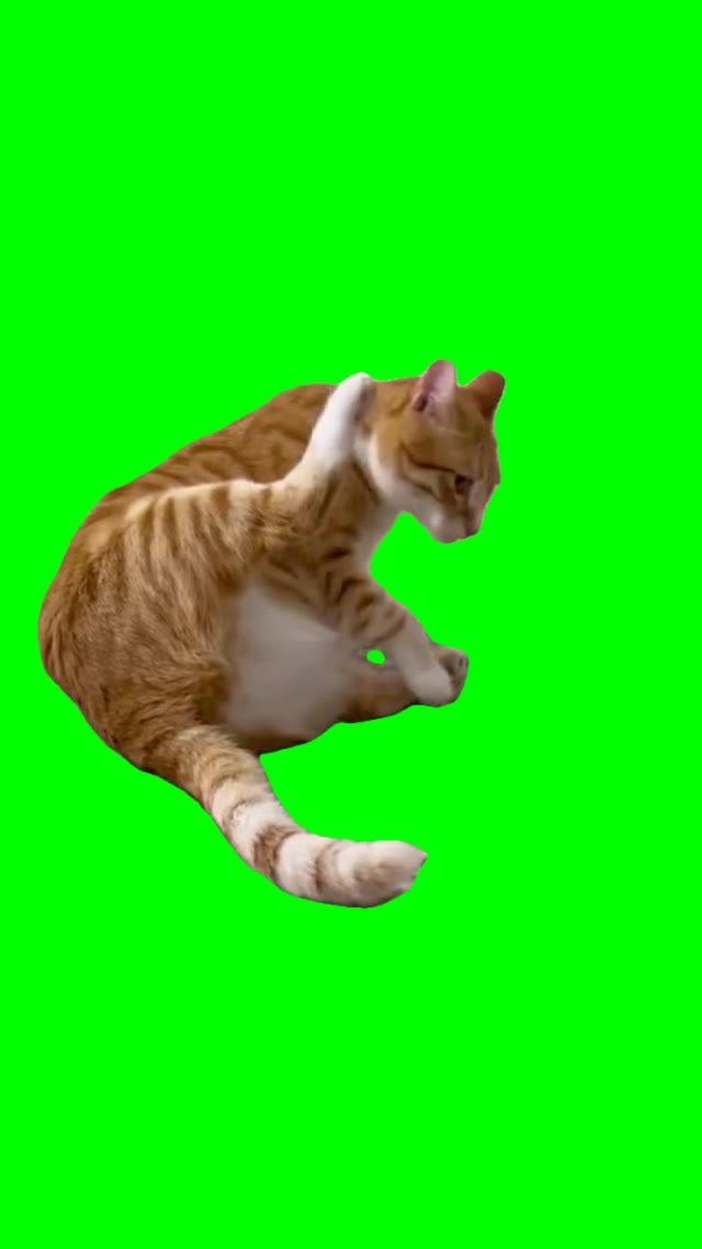 Cat stare green screen