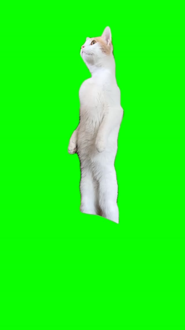 Cat staring green screen