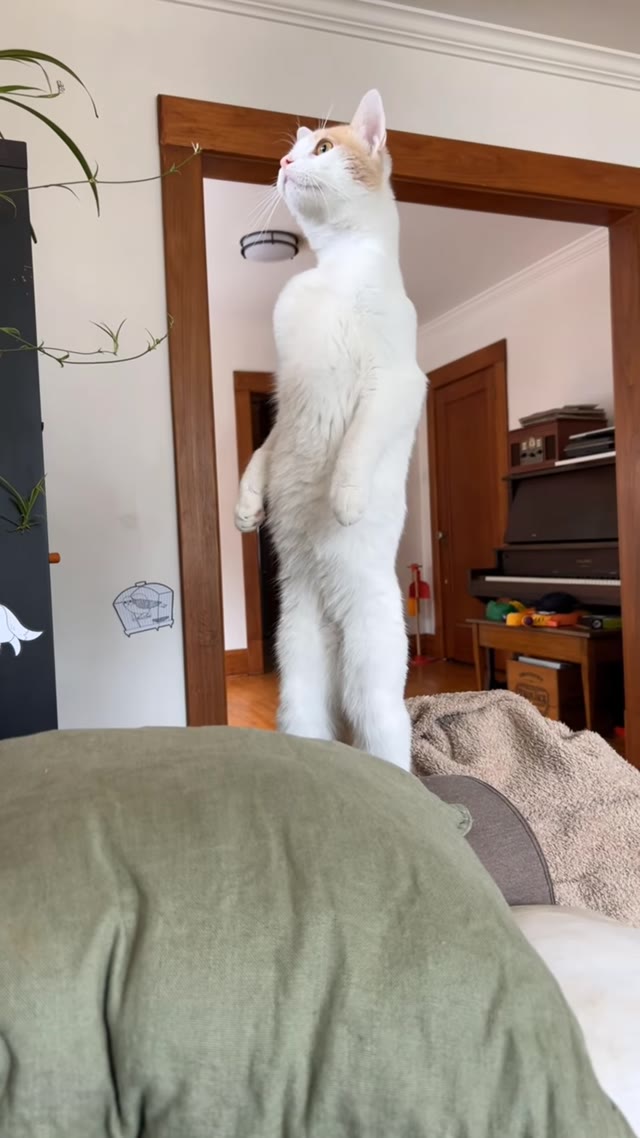 Cat staring green screen