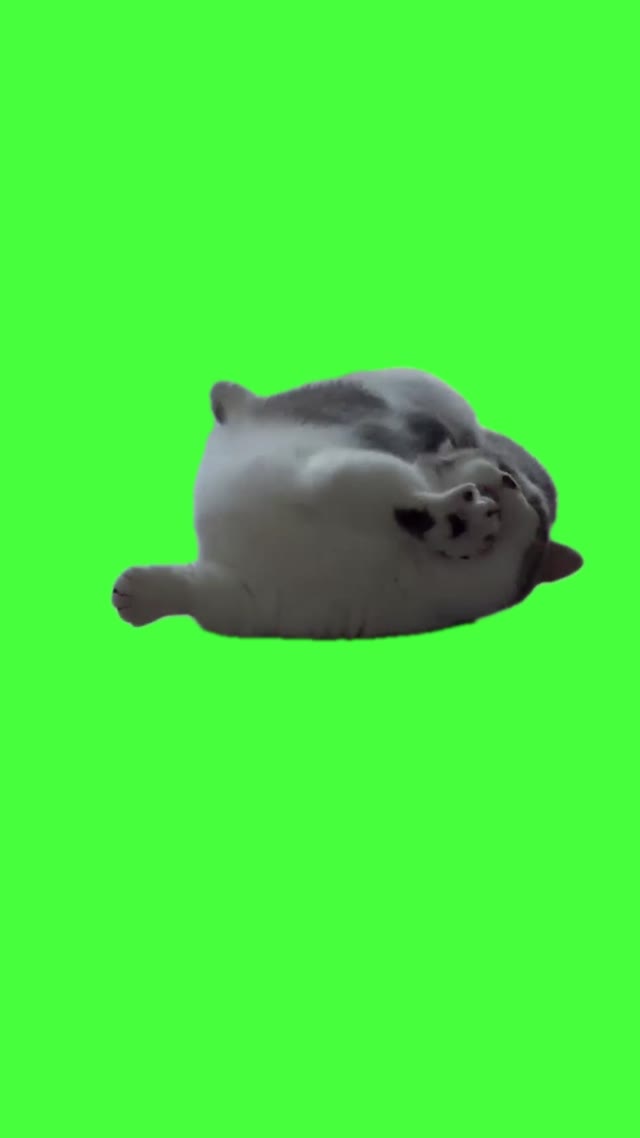 Cat stretching green screen