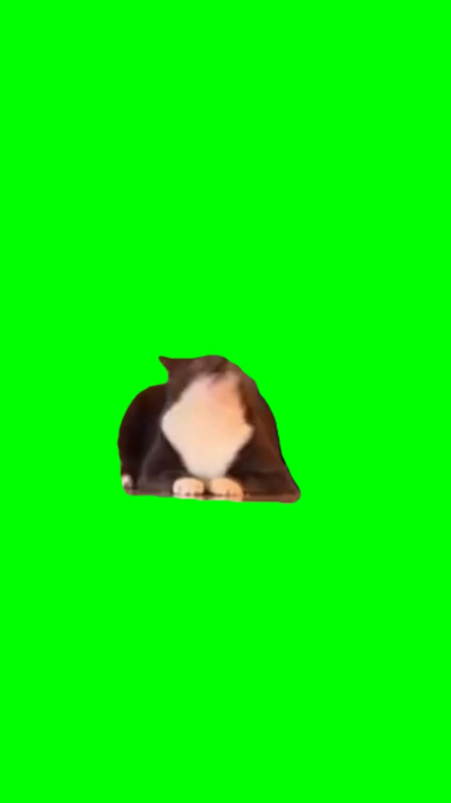 Cat talking from inside voice GreenScreen green screen
