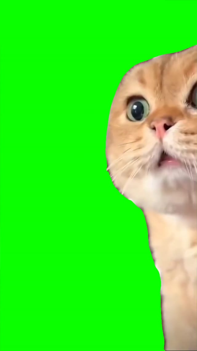 Cat talking green screen