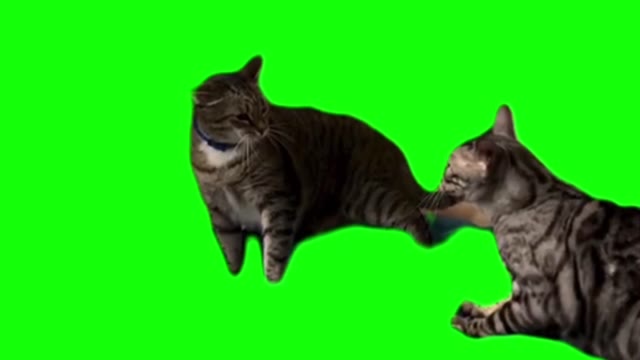Cat throwing hands green screen