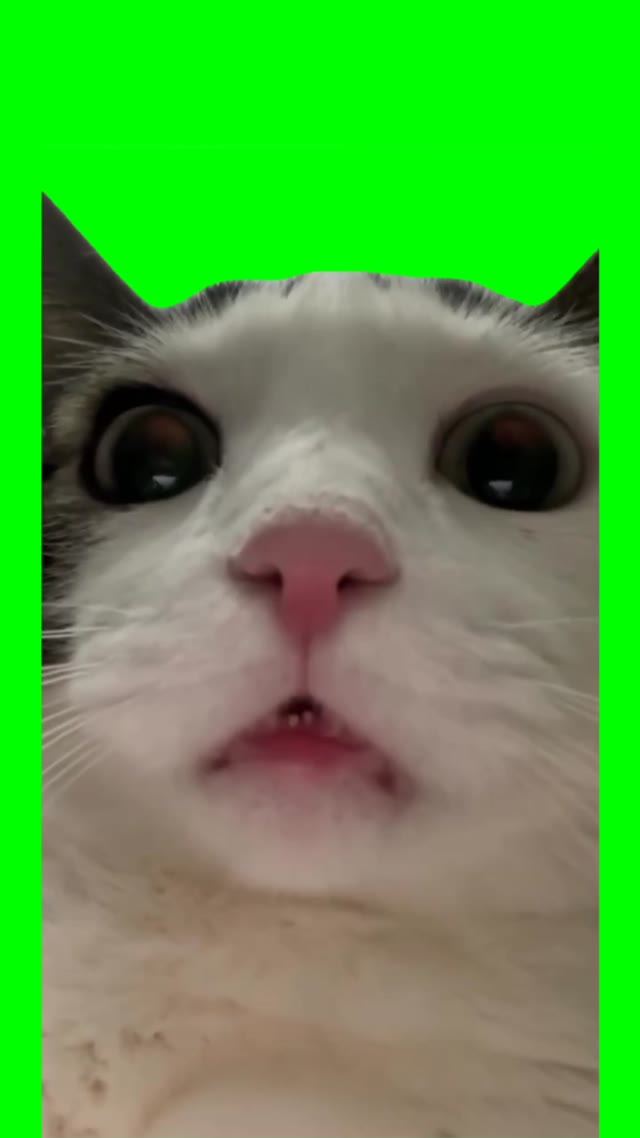 Cat whispering green screen