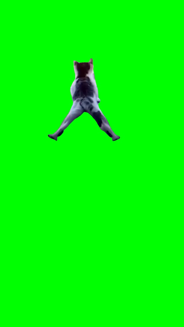 Cat wiggling tail green screen